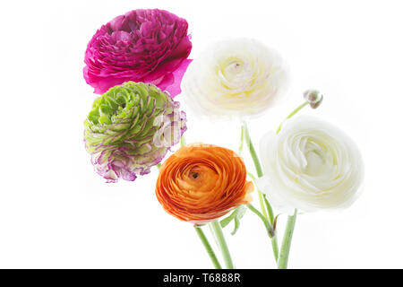 Ranunculus fleur ou Persian buttercup, Ranunculus asiaticus Banque D'Images