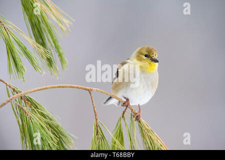 Chardonneret jaune, Spinus tristis, perché sur brindille dans l'hiver, Nova Scotia, Canada Banque D'Images