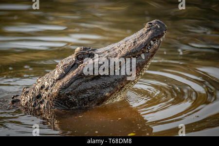 En Floride Alligator Banque D'Images