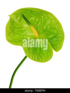 Anthurium vert (Flamingo fleur ; fleur Garçon) isolé sur fond blanc. Banque D'Images