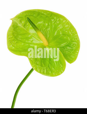 Anthurium vert (Flamingo fleur ; fleur Garçon) isolé sur fond blanc. Banque D'Images