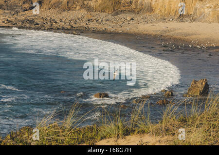 Mouette voler au-dessus de mer vague sur la plage, Almograve, Portugal Banque D'Images