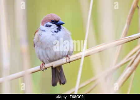 Sparrow assis dans les roseaux Banque D'Images