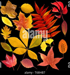 Feuilles d'automne collection Banque D'Images