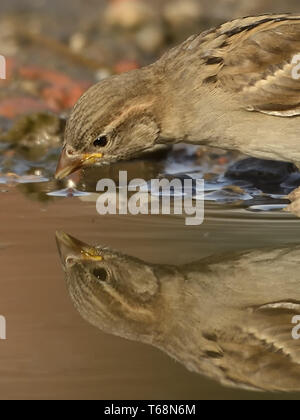 Moineau domestique moineau ou l'anglais, Passer domesticus, europe, Allemagne Banque D'Images