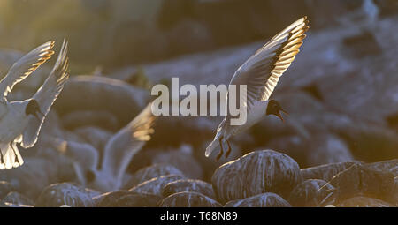 La mouette en vol de rétroéclairage sur le coucher du soleil. Fond coucher de soleil. La mouette à tête noire Nom scientifique : Larus ridibundus. Banque D'Images