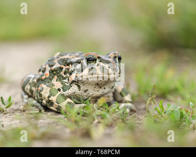 Crapaud vert européen, Pseudepidalea viridis, Bufo viridis, Bufotes viridis, est de l'Europe Banque D'Images