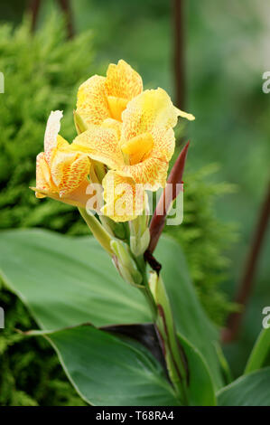 Canna, Indian shot (Canna indica) Banque D'Images