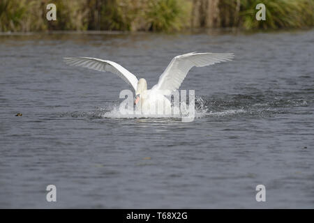 Le Cygne tuberculé ou Cygne Blanc, Cygnus olor, Allemagne Banque D'Images