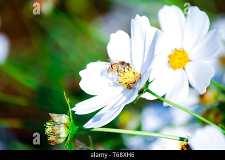 Volait comme un papillon piquait comme une abeille. Belles fleurs blanches d'être pollinisées par une abeille. Banque D'Images