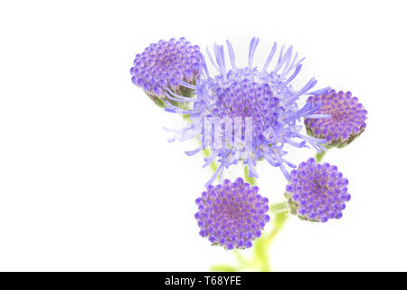 Bluetop, Ageratum houstonianum sur fond blanc Banque D'Images