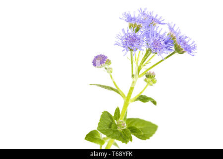 Bluetop, Ageratum houstonianum sur fond blanc Banque D'Images