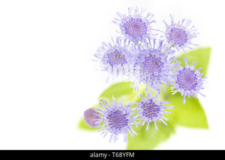 Bluetop, Ageratum houstonianum sur fond blanc Banque D'Images