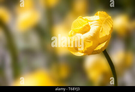 Persian buttercup, Ranunculus asiaticus Banque D'Images