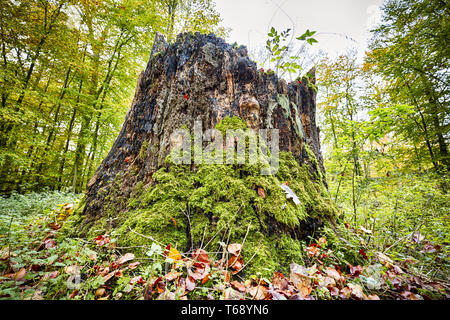 Souche d'arbre dans une forêt d'automne envahie de mousse Banque D'Images