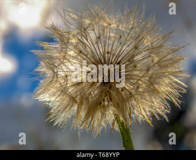 Macro photographie d'une graine de pissenlit puff allumé par l'lighy du coucher du soleil à la Communauté andine montagnes du centre de la Colombie. Banque D'Images