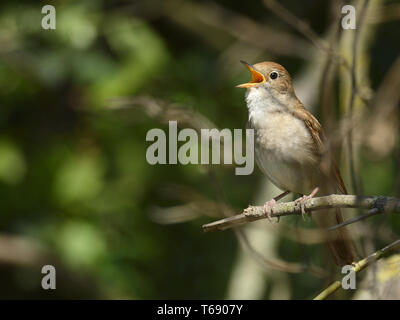 Luscinia megarhynchos Nightingale, Européenne Banque D'Images