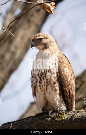 Un jeune buse à queue rousse (Buteo jamaicensis) assis dans un arbre à Mount Auburn Cemetery à Cambridge, Massachusetts, Etats-Unis. Banque D'Images