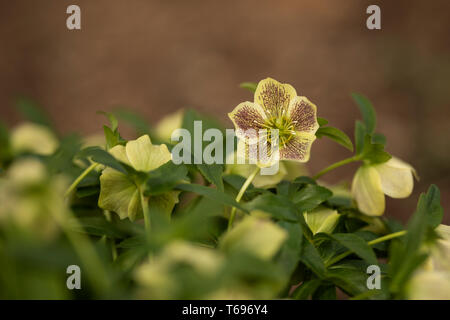 Helleborus orientalis, également connu sous le nom de rose de Lenten, avec des fleurs vertes. Banque D'Images