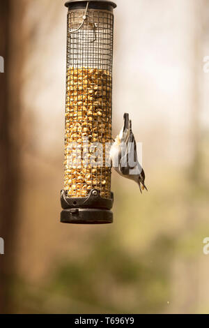 Un nuthatch à la poitrine blanche (Sitta carolinensis), un petit oiseau de la famille Sittidae, sur un mangeoire à oiseaux avec une graine elle sa bouche. Banque D'Images