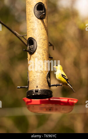 Un mâle de l'Amérique goldfinch (Spinus tristis) manger à partir d'un ornithologue au printemps à Indianapolis, Indiana, États-Unis. Banque D'Images