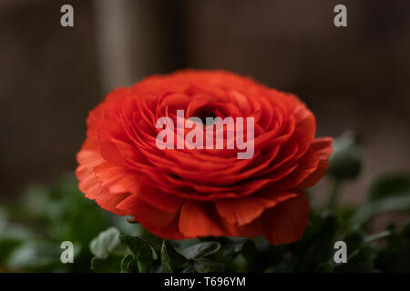 Un Ranunculus asiticus à double fleur, ou coupe de beurre perse, qui pousse dans un jardin de printemps. Banque D'Images