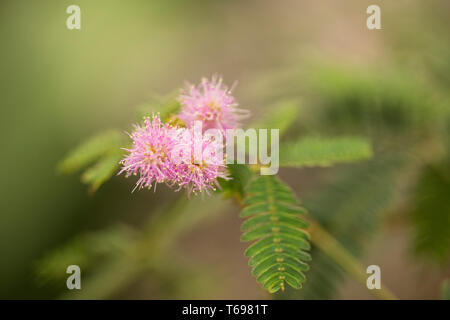 Mimosa pudica, également connue sous le nom de plante sensible, plante endormie, plante d'action, Dormilones, touch-me-not, shameplant, plante zombie, ou plante timide. Banque D'Images