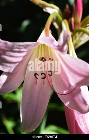 Crinum x powellii powellii rose Crinumx Rosum swamp lily Banque D'Images