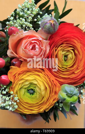 Persian buttercup, Ranunculus asiaticus Banque D'Images