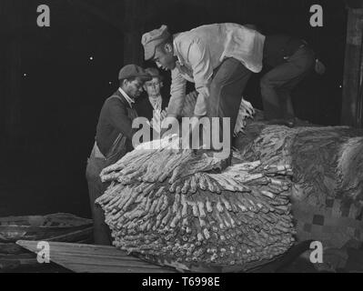 Photographie en noir et blanc d'un ouvrier agricole, portant une casquette et une veste de couleur claire, penché au-dessus de profil, pour trier les paquets de feuilles de tabac en vue d'une vente aux enchères, avec plus d'ouvriers et d'un homme portant un costume et une cravate visible à l'arrière-plan ; situé à Durham, Caroline du Nord, USA ; photographié par Marion Poster Walcott, sous le parrainage des États-Unis' Farm Security Administration, Novembre, 1939. À partir de la Bibliothèque publique de New York. () Banque D'Images