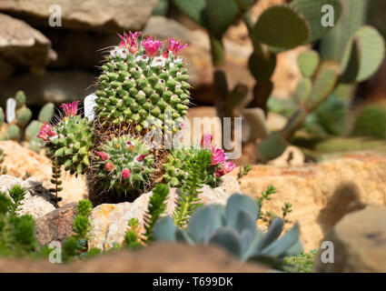 Cactus vert avec des aiguilles et de fleurs de mauve rose Banque D'Images