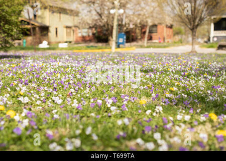 Une pelouse débordant de Viola tricolor, également connu sous le nom de wild pansy, heartsease, ou Johnny jump up, à Indianapolis, Indiana, USA. Banque D'Images