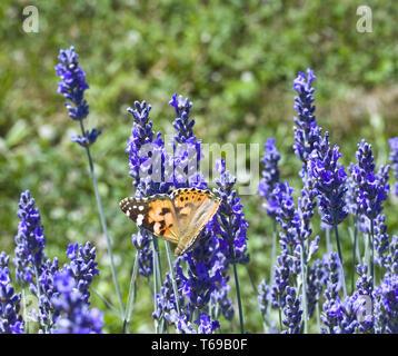 Fleur de Lavande Polination Banque D'Images