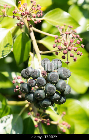Le lierre, Hedera helix, bouquet de fruits rouges, de fruits, d'avril, Sussex, UK Banque D'Images