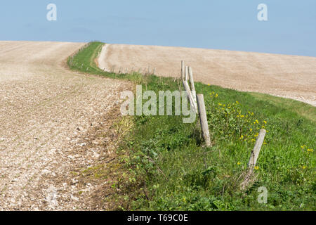 L'herbe et le chemin d'edge avec vieille clôture menant à travers champs crayeux menant à Saint Roche's Hill, le lit gigogne, Sussex, UK, avril. South Downs. Banque D'Images