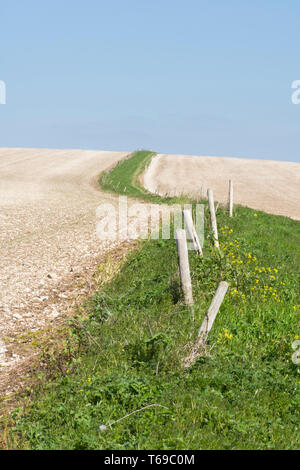 L'herbe et le chemin d'edge avec vieille clôture menant à travers champs crayeux menant à Saint Roche's Hill, le lit gigogne, Sussex, UK, avril. South Downs. Banque D'Images