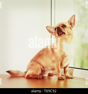 Chien Chihuahua rouge debout sur un rebord de fenêtre. Banque D'Images