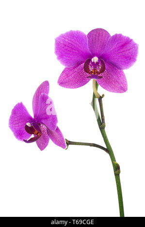 Rameau en fleurs de lilas orchid isolé sur fond blanc. Banque D'Images