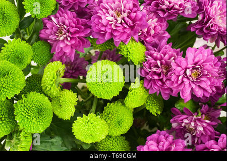 Chrysanthèmes colorés fleurissent dans le jardin. Banque D'Images