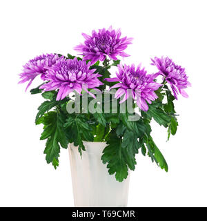 Bouquet de chrysanthèmes en pot de fleurs. Banque D'Images