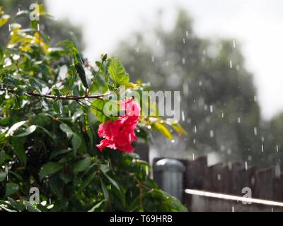 Pleuvoir sur les fleurs, fortes gouttes de pluie tombant sur la plante Hibiscus et la fleur en automne dans le jardin côtier australien Banque D'Images