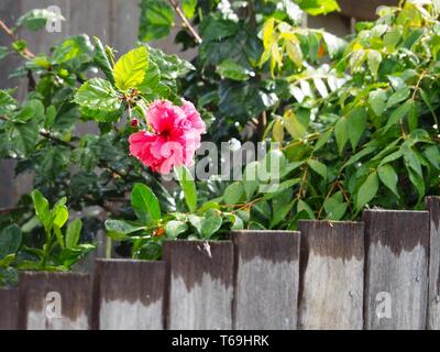 Pluie tombant sur la fleur rose rouge Hibiscus jetant un coup d'œil sur la clôture mouillée en bois de pâleur, en automne dans un jardin domestique australien côtier subtropical Banque D'Images