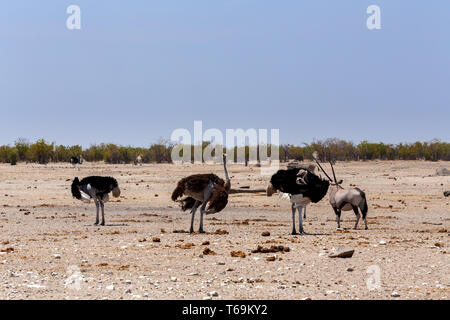 Autruche Struthio camelus, dans le parc d'Etosha, Namibie Banque D'Images