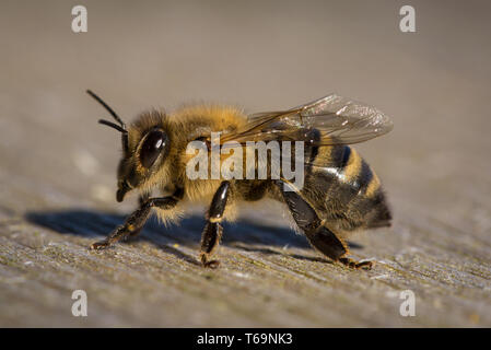 Abeille (Apis mellifica), Allemagne Banque D'Images