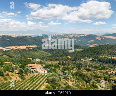 Plantation de vignes près de Montalcino en Toscane Banque D'Images