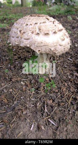 Shaggy parasol (Macrolepiota rhacodes, champignons) Banque D'Images