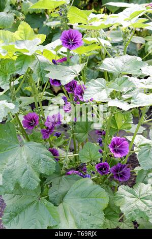 Mauritanie (mauve Malva sylvestris ssp. mauretanica) Banque D'Images