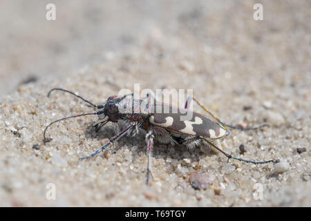 Dune du nord tiger beetle, Cicindela hybrida Banque D'Images