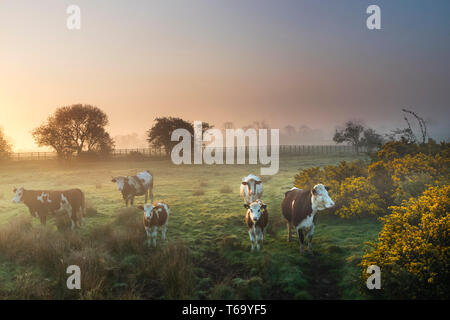 Teesdale, Barnard Castle, County Durham, Royaume-Uni. Le mardi 30 avril. Météo britannique. C'était un temps brumeux et coloré pour commencer la journée comme le soleil se levait sur les champs entourant Barnard Castle dans le nord-est de l'Angleterre ce matin. Les prévisions sont pour le brouillard et la brume pour effacer avec éclaircies par les après-midi. Crédit : David Forster/Alamy Live News Banque D'Images