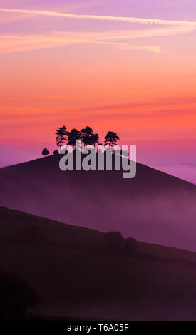 Colmers Hill, Bridport, Dorset, UK. 30 avril 2019. UK : Météo dynamique glorieux lever de soleil à Colmers Hill, Dorset. Les arbres sur l'emblématique monument local sont découpé sur sunrise glorieux de couleurs sur un matin brumeux. Credit : Celia McMahon/Alamy Live News. Banque D'Images